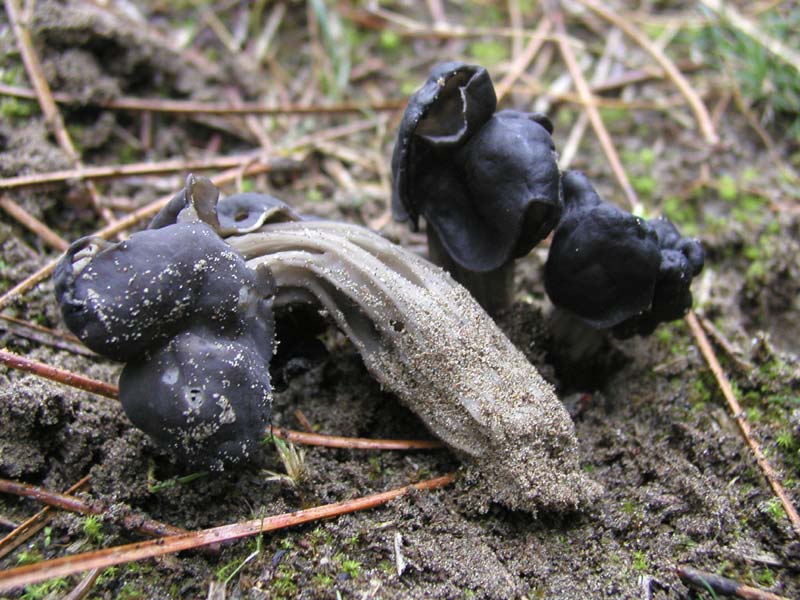 Helvella juniperi